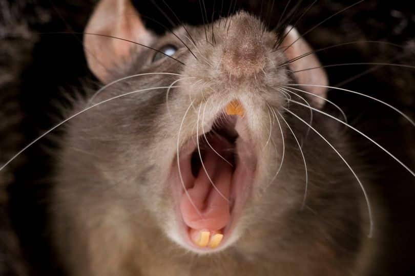هونج كونج: الفئران تصيب البشر بسلالة جديدة من التهاب الكبد E