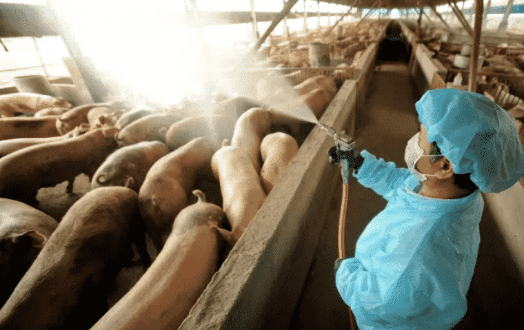 9 معلومات عن وباء فيروس إنفلونزا الخنازير المحتمل في الصين  