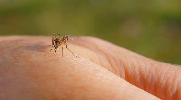 بحث جديد يكشف دور البعوض في عدوى كورونا