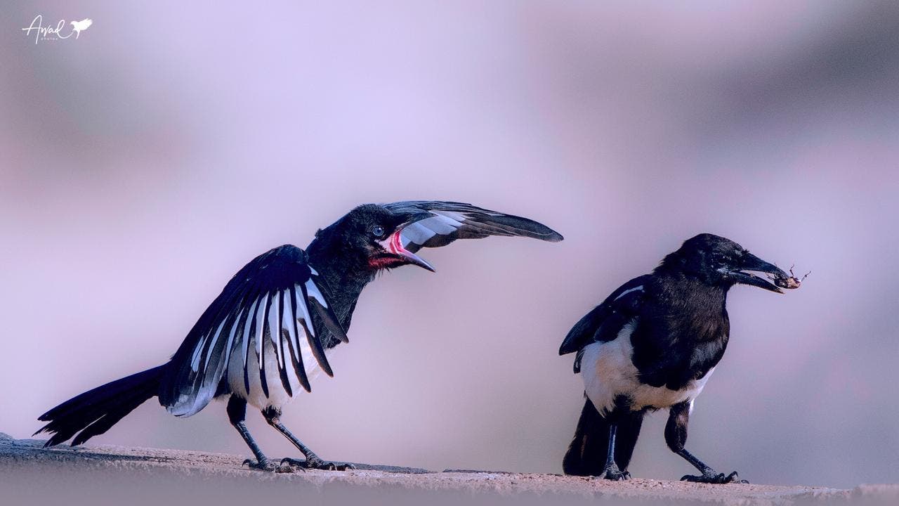 صور لم تشاهدها من قبل.. طيور نادرة ومهددة بالانقراض في عسير !