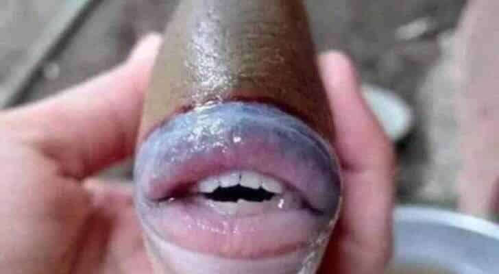 سمكة بأسنان بشرية في ماليزيا ومختص يعلّق