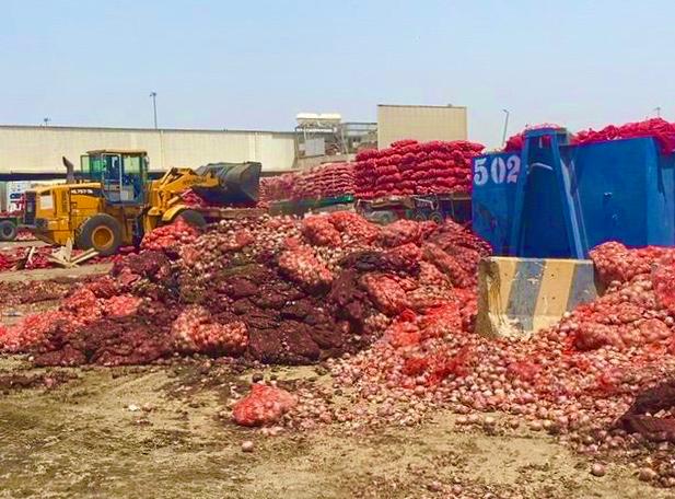 أمانة جدة تحبط بيع 200 طن من البصل الفاسد