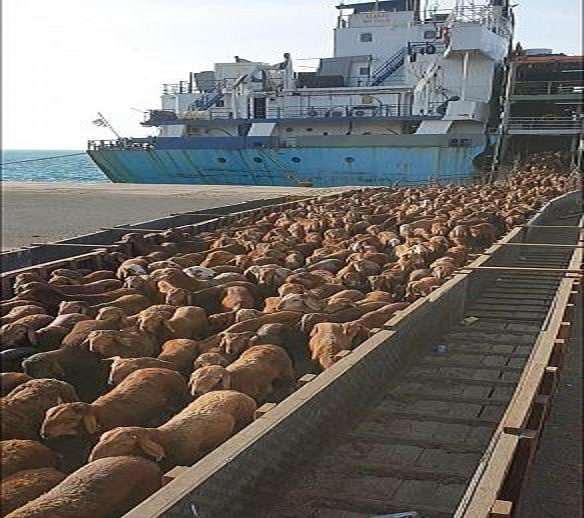 ميناء جدة يستقبل 232 ألف رأس ماشية حية