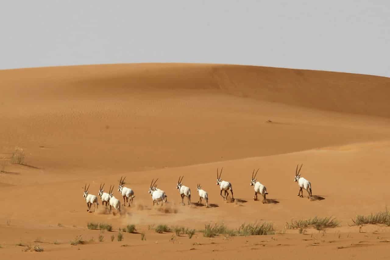 شاهد.. أول محمية نموذجية في السعودية بأعلى المعايير الدولية