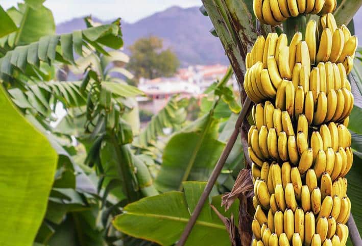 استشارية تغذية لـ”المواطن”: لهذا السبب يأكل الهنود على أوراق الموز