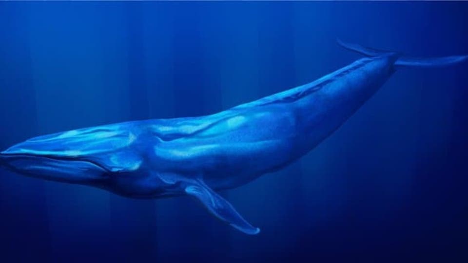 الشمراني: الحوت المكتشف شبه كامل وسيخدم باحثي العالم - المواطن