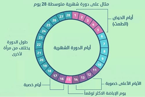 جدول أيام التبويض بعد الدورة وكيفية حساب فترة التبويض