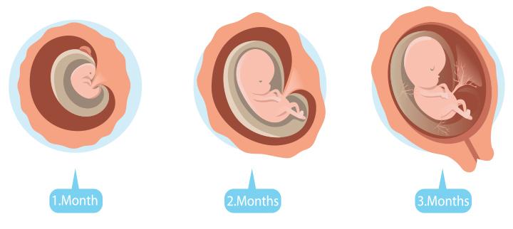 أين يكون الجنين في الشهر الثاني وكيف يكون شكله