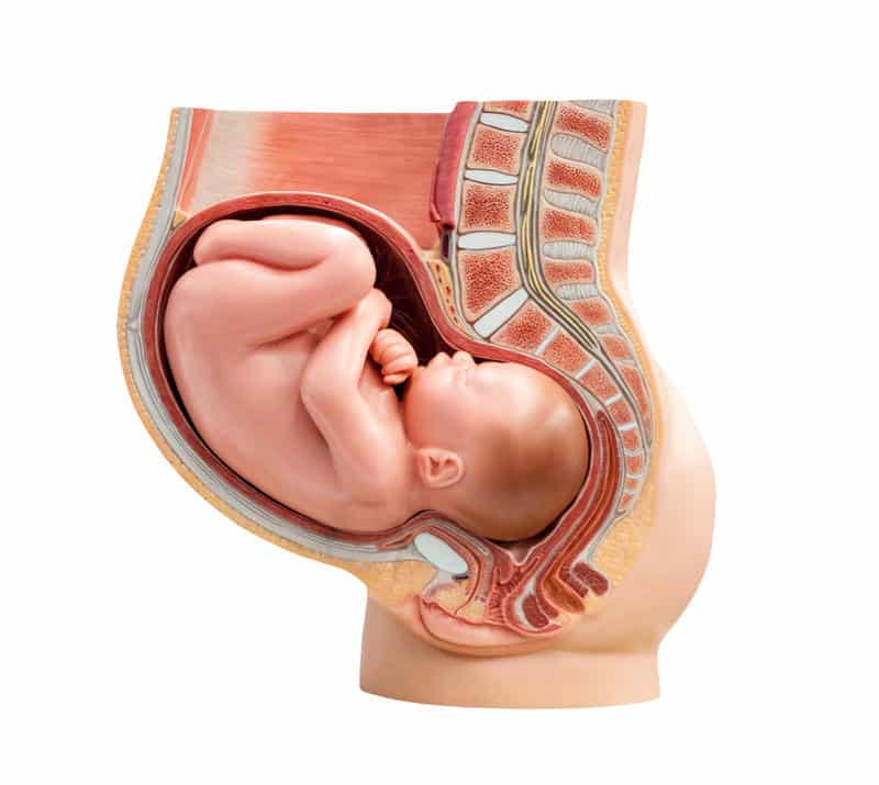 Quais são os sinais mais importantes da descida do feto para a pélvis em preparação para o nascimento?