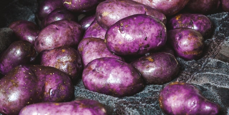 7 فوائد صحية مدهشة لـ البطاطس الأرجوانية