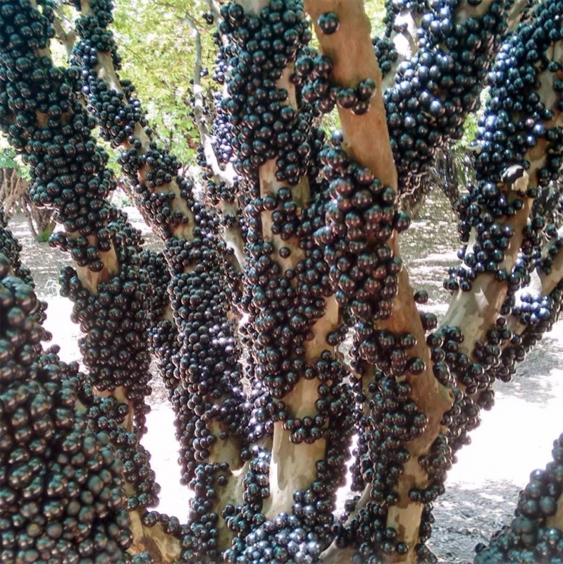11 strange and wonderful fruits that the Arab world does not consume