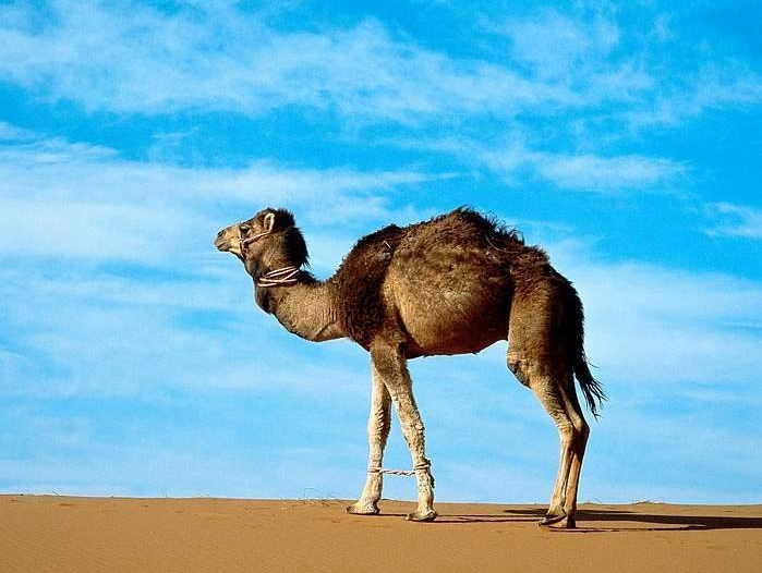 حقائق ومعلومات غريبة عن الجمل لا تعرفها