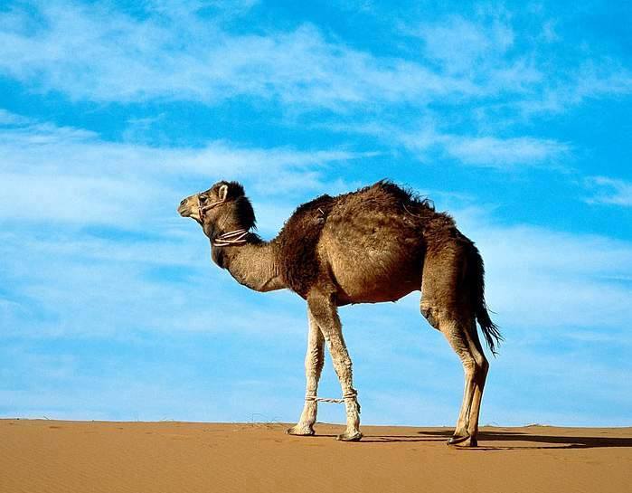 معلومات غريبة عن الجمل