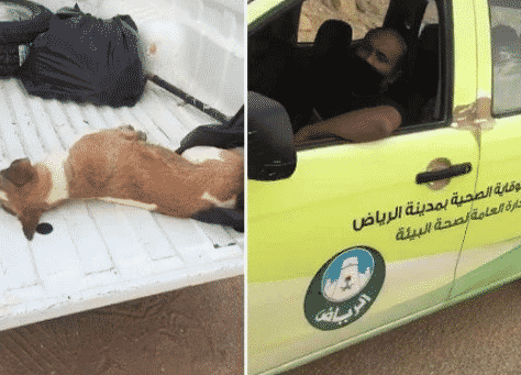 أمانة الرياض تعلق على مقطع الكلاب النافقة داخل مركبة حكومية
