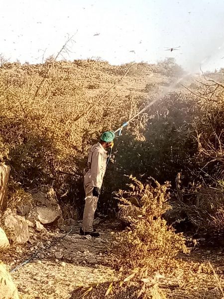 فرق المكافحة تقضي على سرب كبير من الجراد في أضم