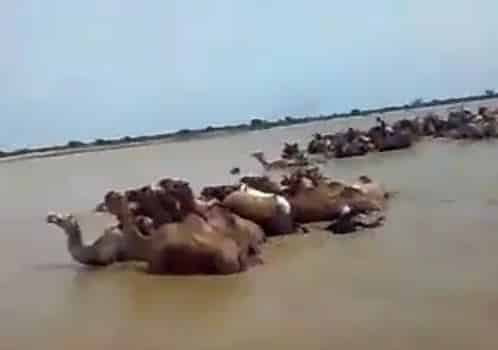 فيديو.. فيضانات السودان تحاصر قطيعًا من الإبل