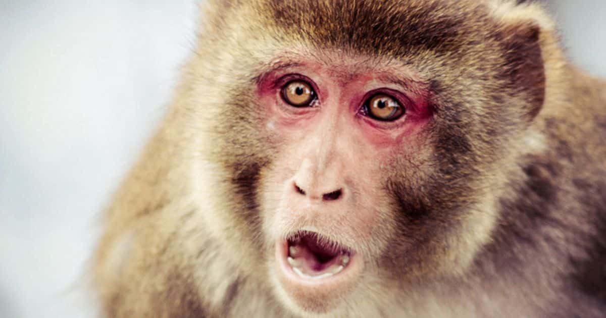 سويسرا تدرس منح القرود حقوقًا أساسية كالبشر !
