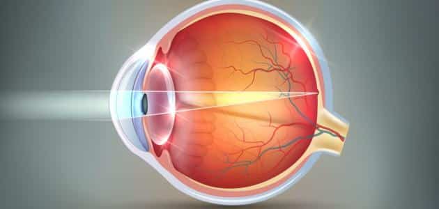 ما هي أجزاء العين