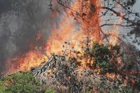 فيديو.. حريق هائل يلتهم مجموعة أشجار في وادي بيش بجازان