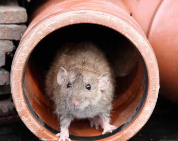 بريطانيا تواجه غزوًا غير مسبوق من الفئران