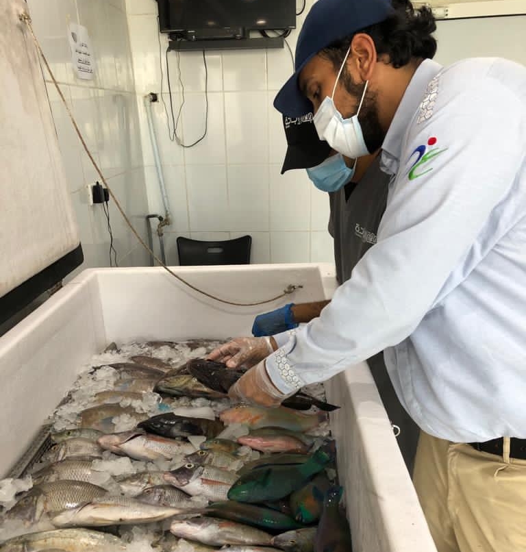 إنذار 13 موقعًا وإتلاف كميات من الأسماك الفاسدة في جدة