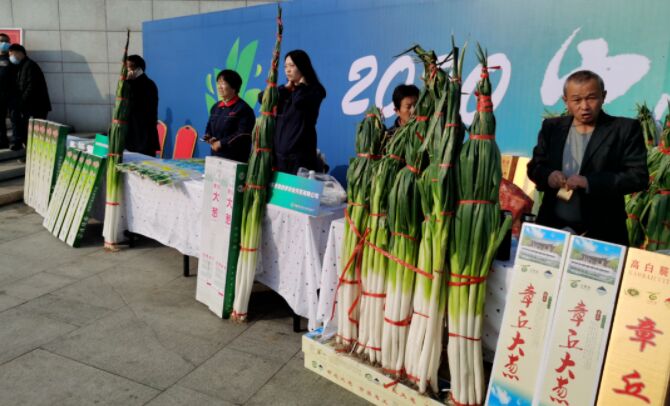 البصل الصيني في موسوعة غينيس بطول 2.53 متر