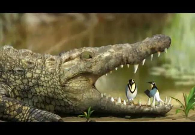التمساح لا يأكل الزقزاق رغم أنه يقف على أسنانه