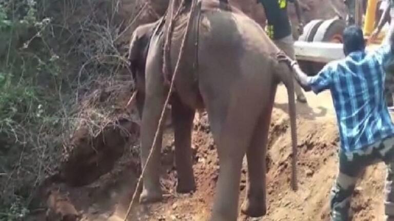 فيديو.. 14 ساعة لانتشال فيل من بئر عميقة بالهند