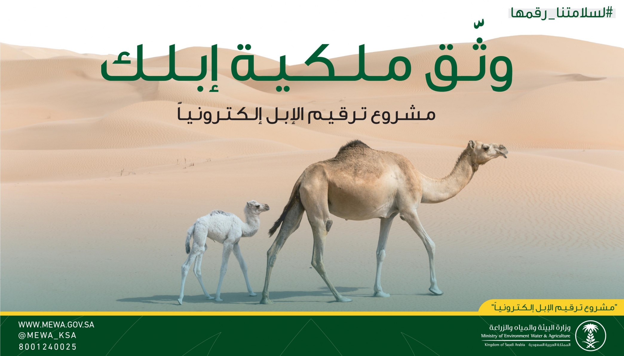 فيديو.. خطوات نقل ملكية الإبل