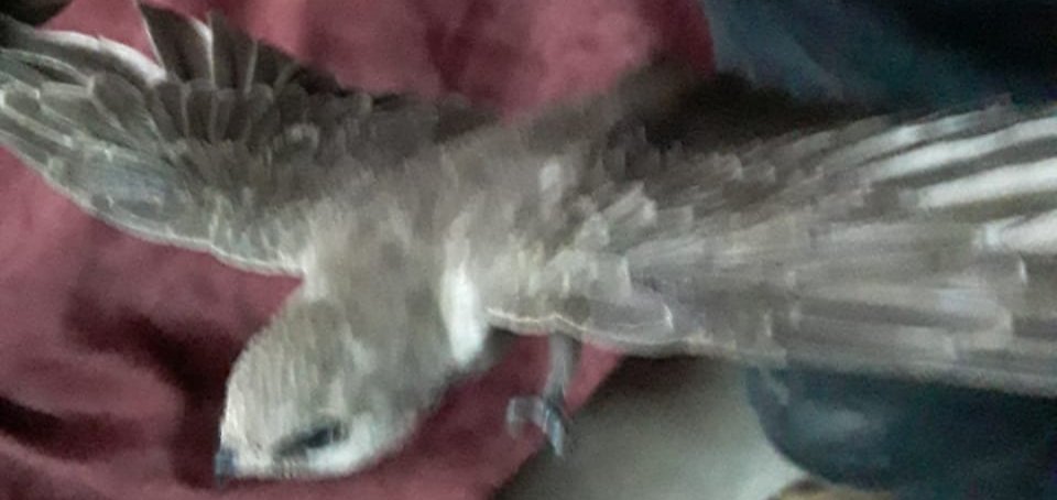 صورة مزعومة لطائر أبابيل يدفع الحياة الفطرية للتوضيح