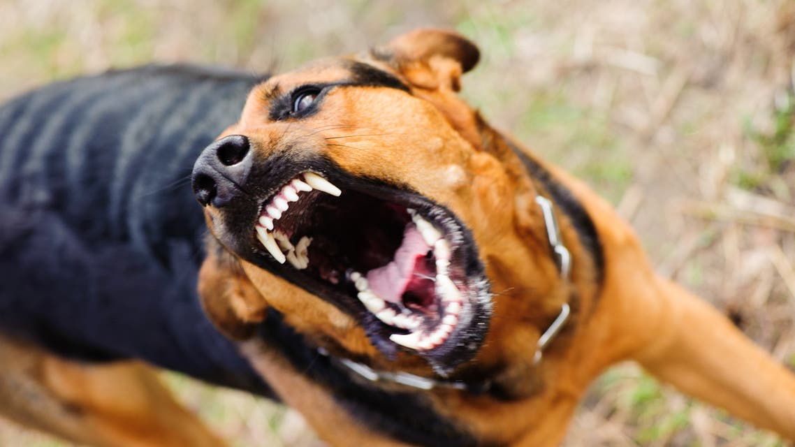 مصر تشرع عقوبات قاسية ضد حيازة الكلاب الخطرة