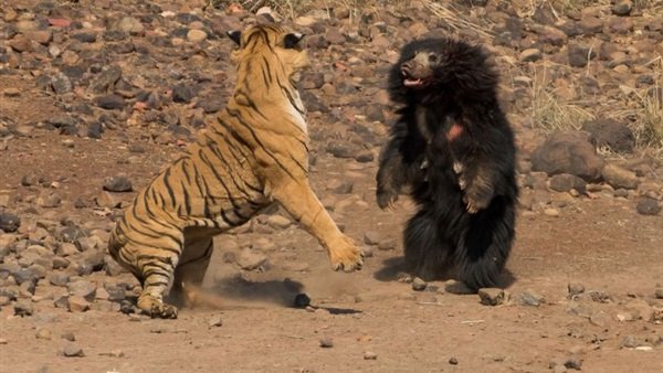 فيديو.. معركة عنيفة بين نمر ودب