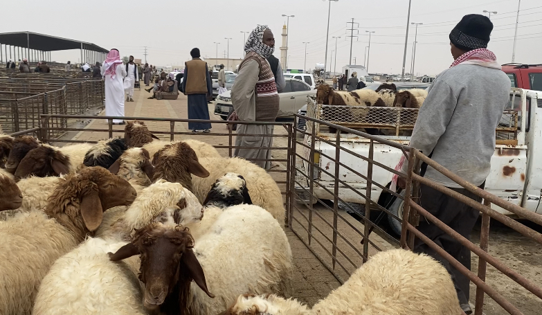 مواطنون يشتكون من سيطرة الدلالين الوافدين على سوق الأغنام بحفر الباطن