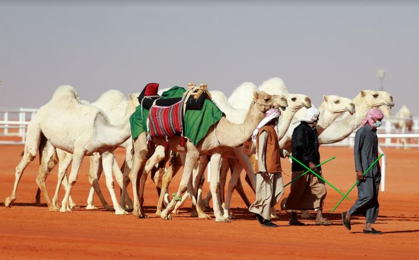 تقديم موعد انتهاء مهرجان الملك عبدالعزيز للإبل إلى 31 ديسمبر