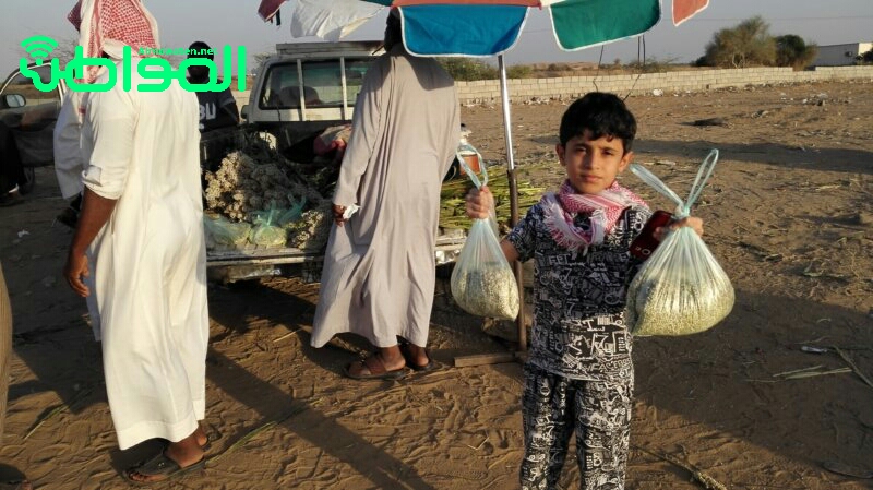 بيع الخضير في جازان.. تجارة سهلة ومنظر بهيج