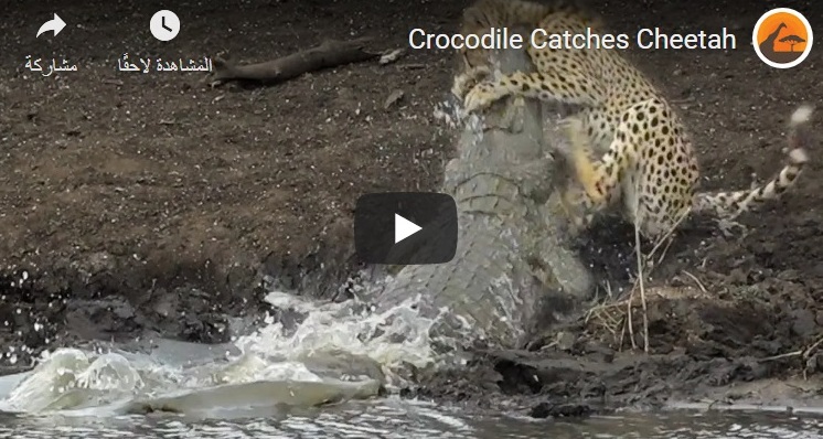فيديو.. تمساح عملاق ينقض على فهد ويلتهمه في دقائق