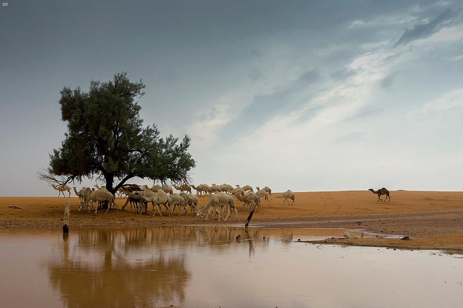 صور جوية تظهر جمال القصيم بعد الأمطار