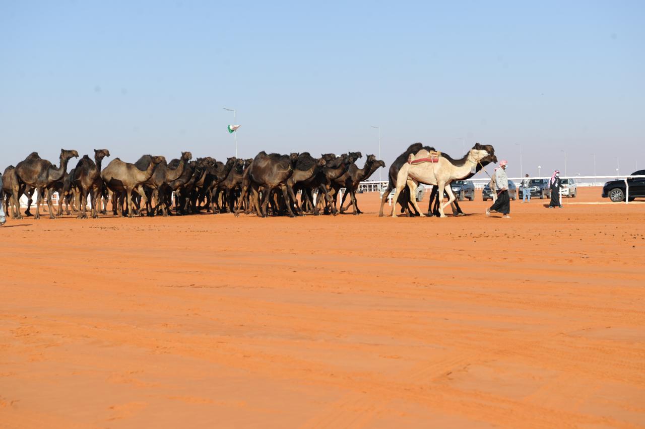 صفقة مليونية على الذاير تهدي مالكها سيف الملك (1)