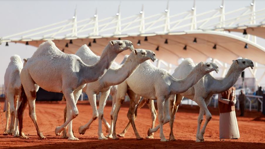 انطلاق مهرجان الملك عبدالعزيز للإبل 6 غدًا