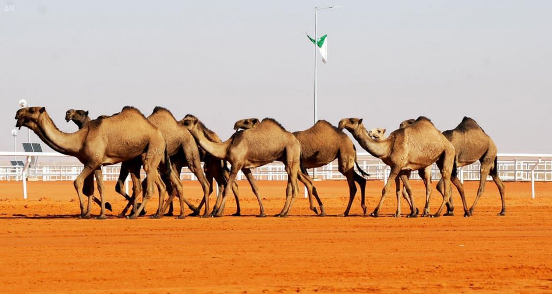 السعودية تعيد تشكيل الحراك الإقليمي والعالمي لقطاع الإبل