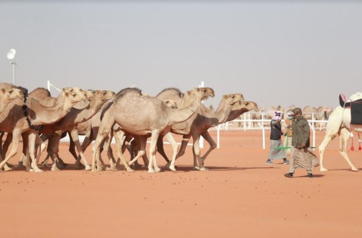 السبيعي يتوج بكأس نادي الإبل فئة الحمر