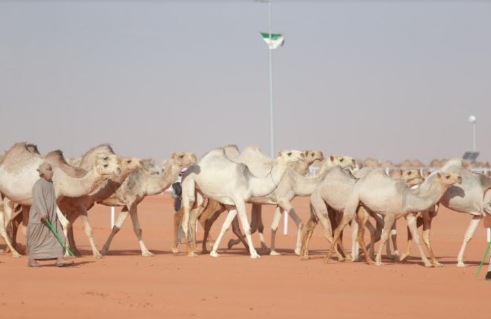 ابن حثلين: تخصيص 22 يونيو يوماً عالميا للإبل