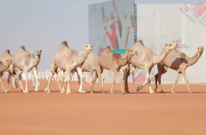 نادي الإبل ينظم رحلة خفاف لاستكشاف تاريخ وحاضر السعودية