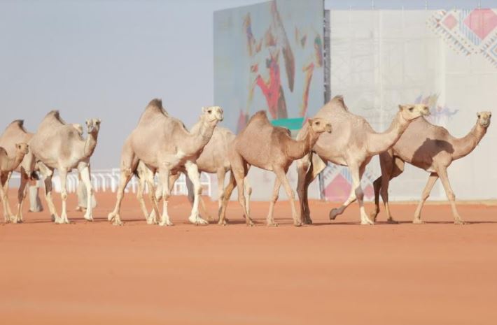 نادي الإبل يطلق كأس الوصيف لفئة نخبة النخبة