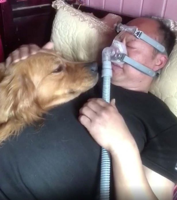 مشهد مؤثر لكلب يبقى بجانب صاحبه المريض أثناء نومه