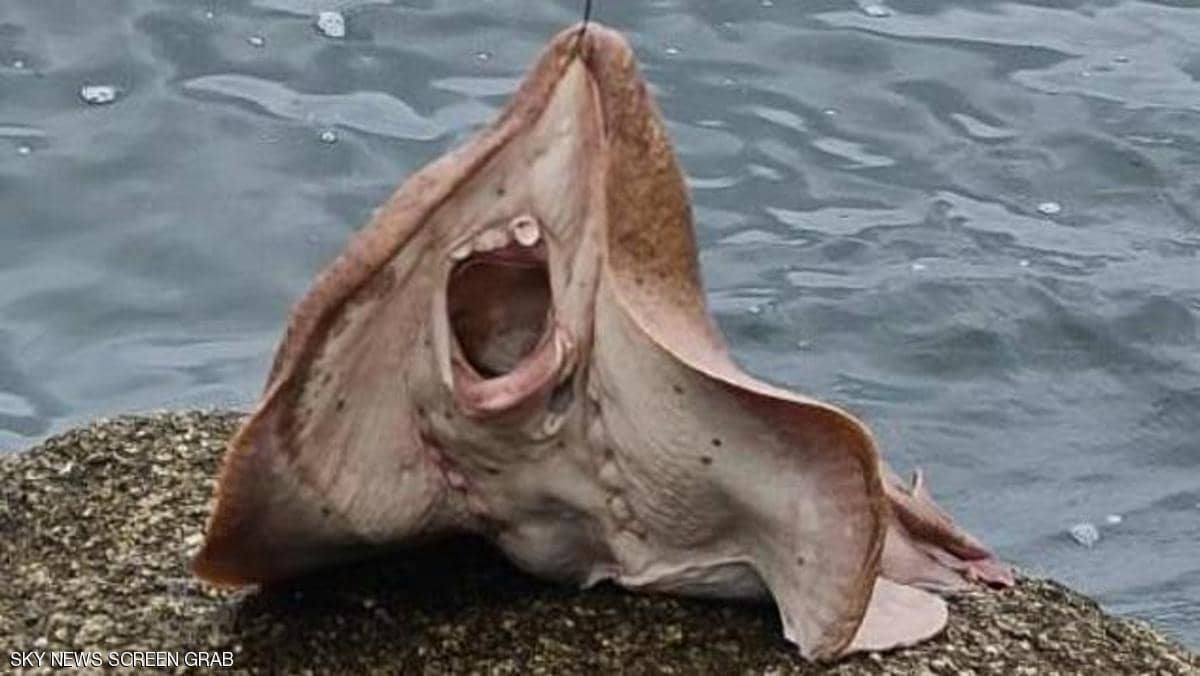 حيوان مخيف يثير الهلع بشواطئ أستراليا