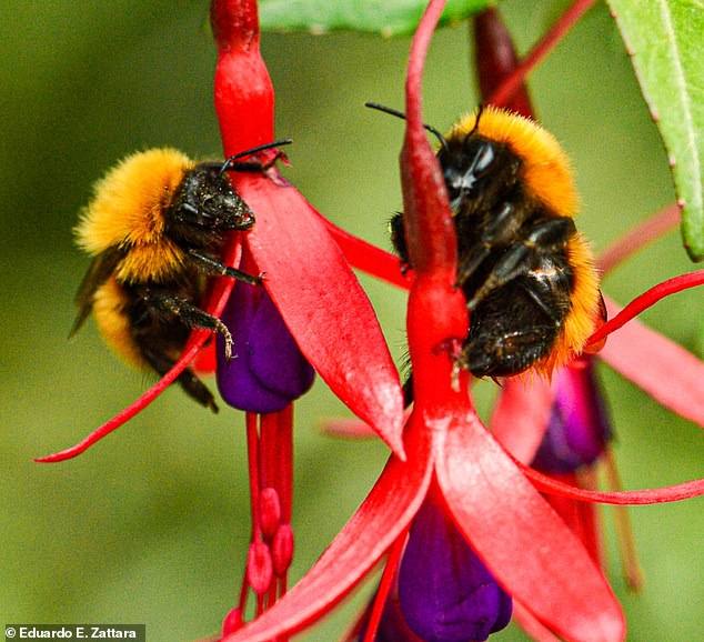 قلق كبير بسبب عدم ظهور أنواع النحل المعروفة في السجلات العامة