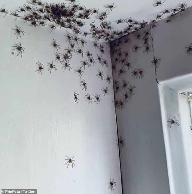 فيديو .. العناكب تغزو أحد المنازل في أستراليا