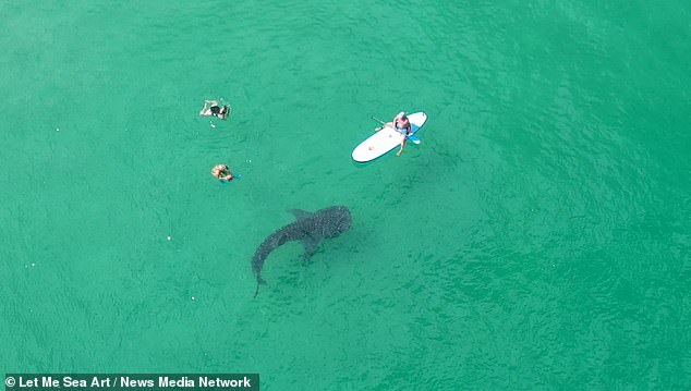 فيديو .. لحظات مذهلة لقرش الحوت وهو يسبح بسلام مع رواد أحد الشواطئ