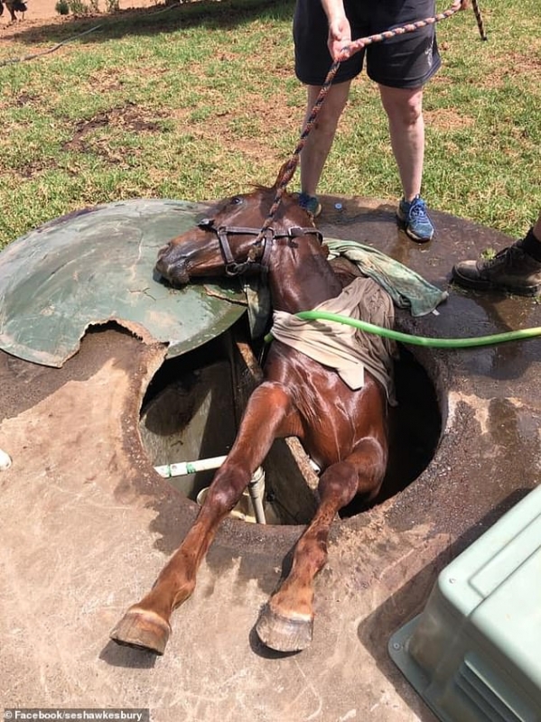 لقطات بطولية لإنقاذ حصان سقط في خزان للصرف الصحي - المواطن